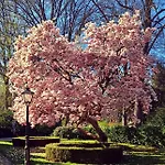 Kleine Buur 3*