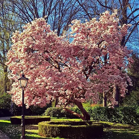 Kleine Buur 3*
